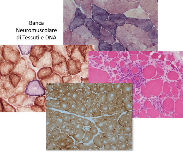 Immagine BB_pagina BBMRI